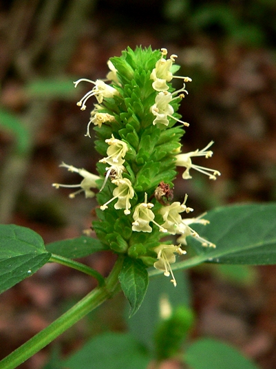 {Agastache nepetoides}